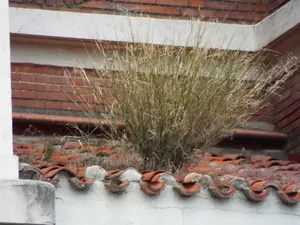 Plantas en tejados por falta de mantenimiento